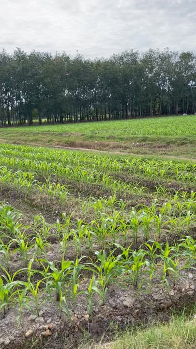 Đất mặt tiền Gò Dầu Tây Ninh 521m² giá 750 triệu - Cơ hội đầu tư tuyệt vời!