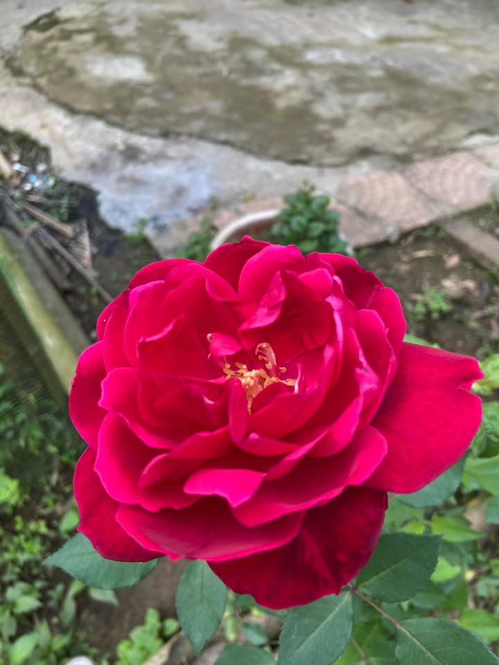 Nhà 3 tầng đường Trần Quý Cáp, quận Đống Đa, 90m² - Vị trí trung tâm, giá chỉ 4 tỷ!