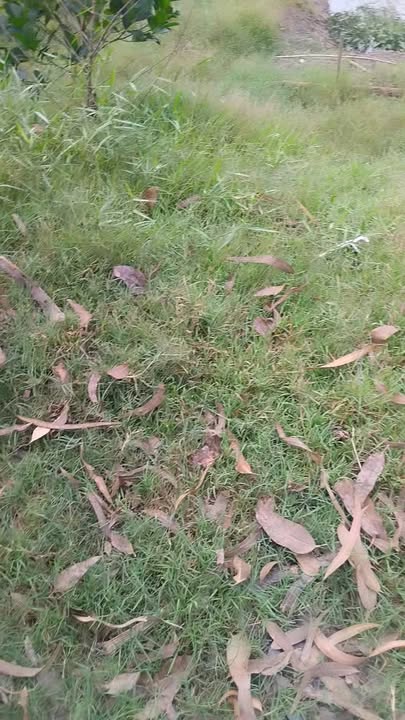 Đất nền Phú Điền Châu Thành 8000m² giá 350 triệu - Đầu tư sinh lời ngay!