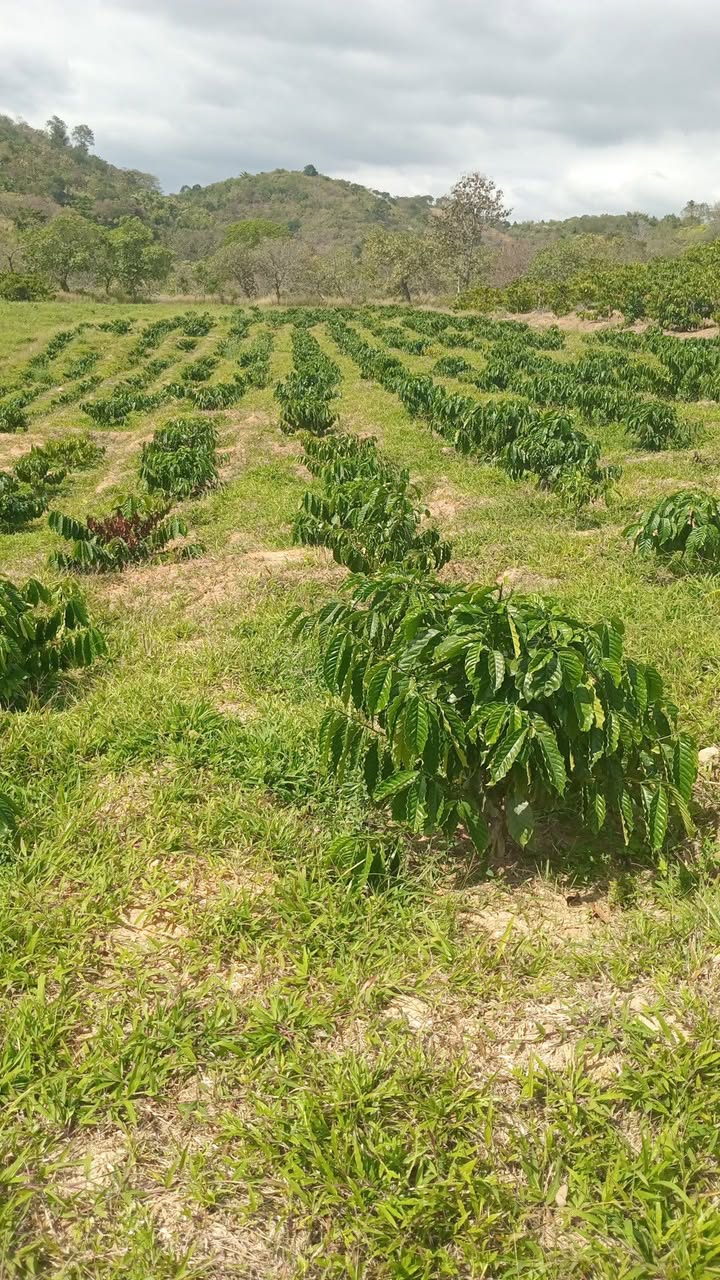 Đất Farm 4 sào tại Nam Đà, Đắk Nông - Giá 600 triệu, Tiềm năng đầu tư lớn!