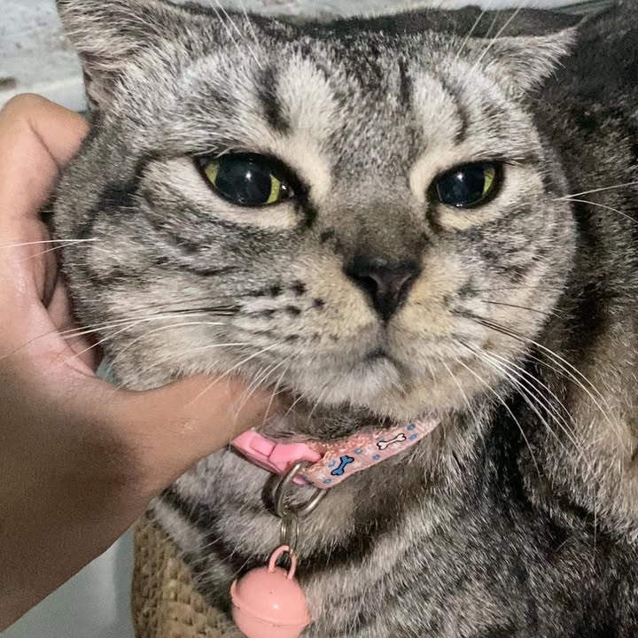 Căn hộ dịch vụ cho thuê tại Phường 3, Quận Tân Bình 42m² giá 16 triệu - Lợi nhuận ổn định!