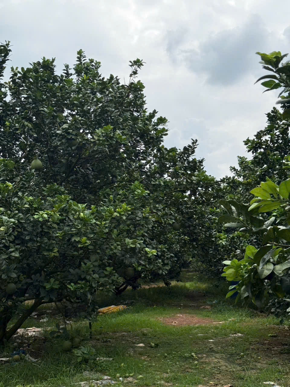 Đất vườn bưởi Trừ Văn Thố Bàu Bàng 250m² giá 965 triệu - Pháp lý rõ ràng, công chứng ngay!