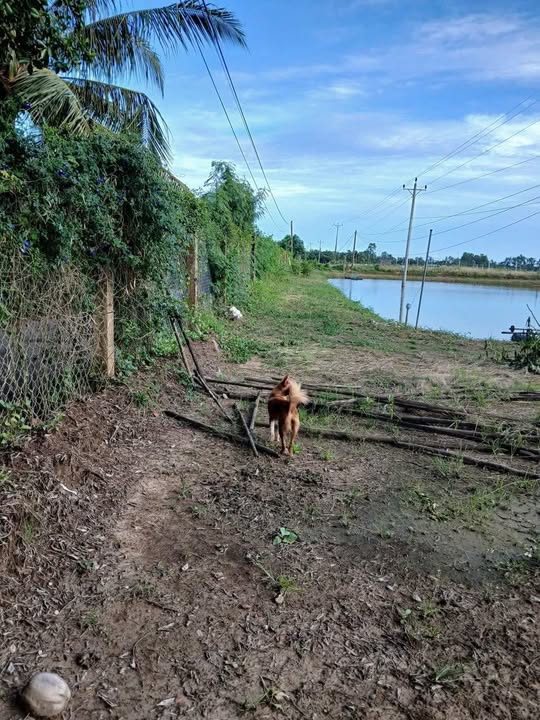 Bán đất nền Ấp Năm Căn, Lại Hòa, Vĩnh Châu 3741m² - Tặng nhà cấp 4 kiên cố!