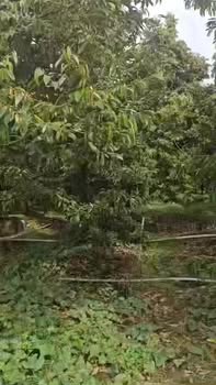 Đất nông nghiệp 2 công tại Xã Long Khánh - Giá chỉ 750 triệu!