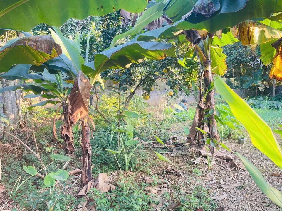 Đất nền 220m² Cư Yên, Lương Sơn, Hòa Bình giá 1.2 tỷ - Đầu tư sinh lời bền vững!