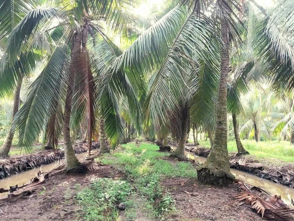 Đất vườn dừa 6136m² tại Thạnh Phú, Bến Tre - Giá chỉ 2 tỷ!