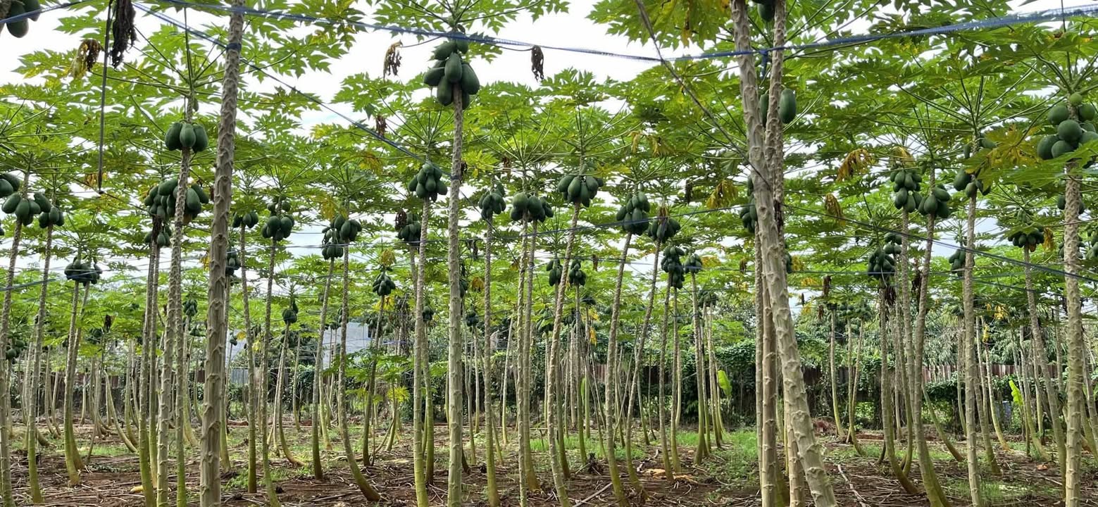 Đất trồng cây lâu năm 500m² tại phường Tam Long, Bà Rịa - Giá chỉ 1.35 tỷ!