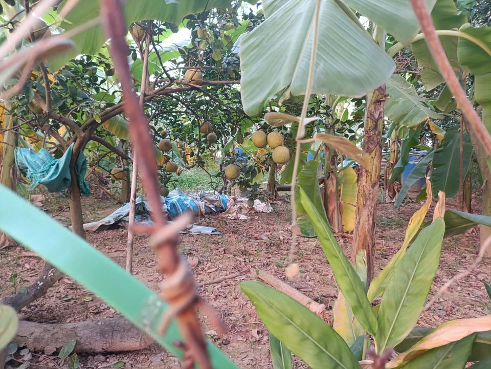 Đất Sáp Mai Võng La 88m² giá 8 tỷ - Gần KCN, đầu tư sinh lời!