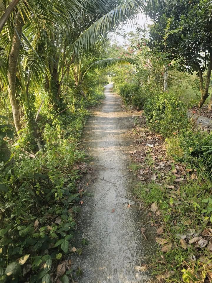 Đất thổ cư ấp Phước Tân, xã Giục Tượng 700m² giá chỉ 530 triệu - Đầu tư sinh lời!