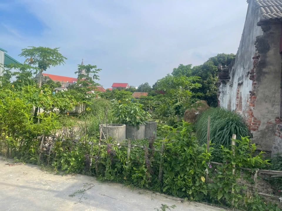 Đất thổ cư Tân Quang Ninh Giang 114m² giá chỉ 700 triệu - Ô tô đỗ tận nơi!