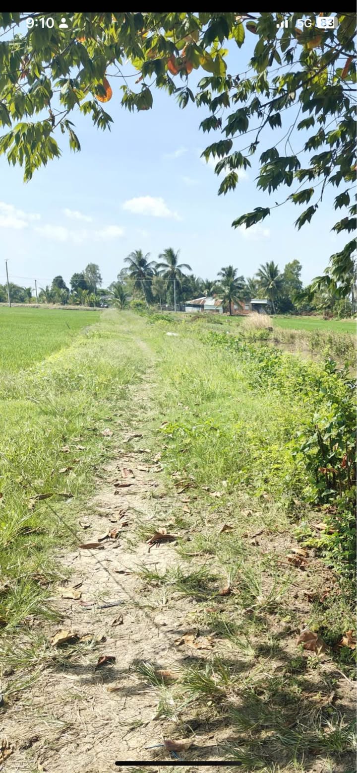 Đất ruộng Thạnh Lộc, Châu Phú, An Giang 5900m² giá 1.121 tỷ - Pháp lý rõ ràng, sẵn sàng công chứng!