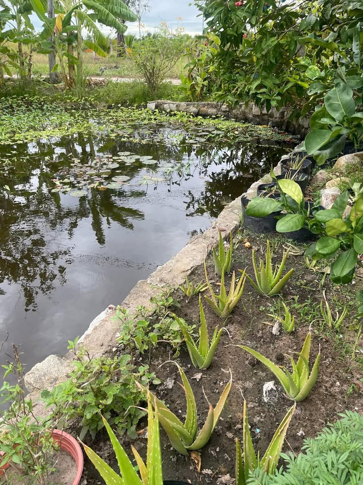 Nhà vườn Hàm Liêm 360m² giá 1 tỷ - Sẵn sàng ở ngay!