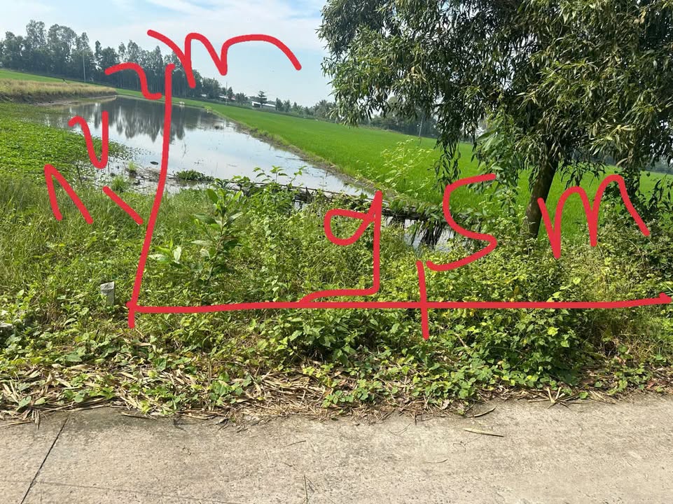 Đất nông nghiệp xã Long Trị, thị xã Long Mỹ, Hậu Giang 2413.5m² - Giá chỉ 650 triệu!