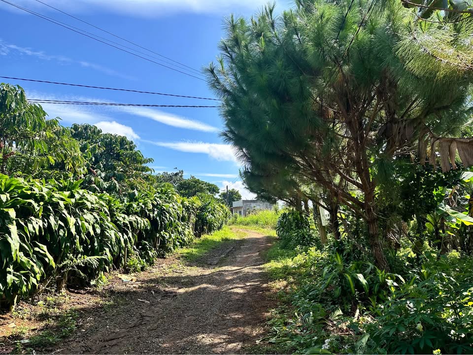 Đất nghỉ dưỡng thổ cư Lộc An Bảo Lâm 2081m² giá 3.2 tỷ - Đầu tư sinh lời ngay!