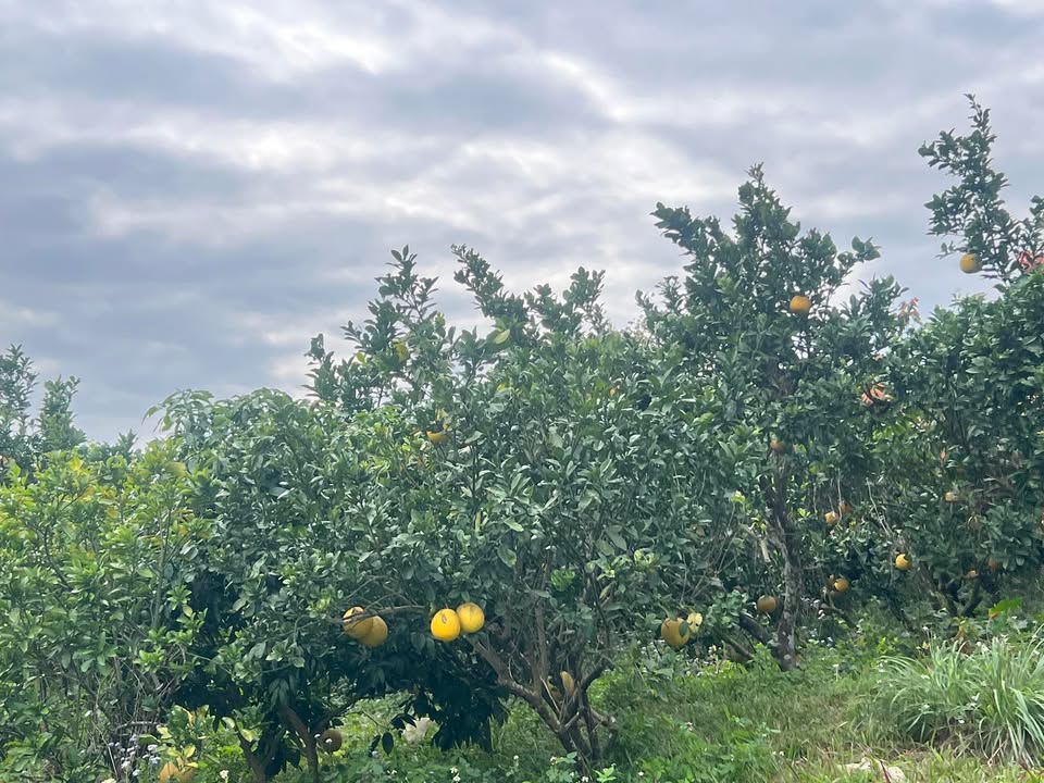 Đất vườn trồng cây ăn quả tại Nam Dương, Lục Ngạn - 7648m² giá 3 tỷ - Tiềm năng đầu tư tuyệt vời!