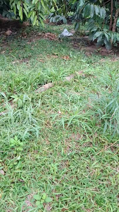 Đất nông nghiệp 1,3ha tại thôn 7 xã Ea Nam - Giá chỉ 3.4 tỷ!