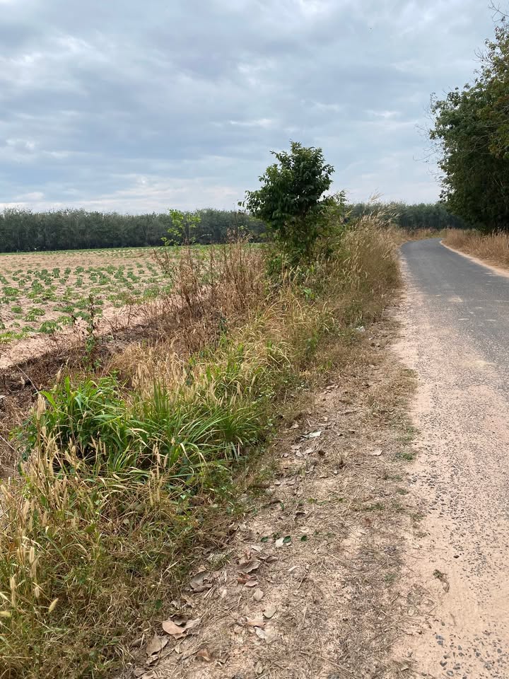 Đất nền ấp Phước Lộc, xã Phước Vinh 5000m² giá 1.5 tỷ - Mặt tiền đường nhựa, đầu tư tốt!