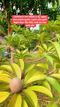 Đất nền 2000m² tại KCN Minh Quân, Trấn Yên - Giá tốt, cơ hội đầu tư hấp dẫn!