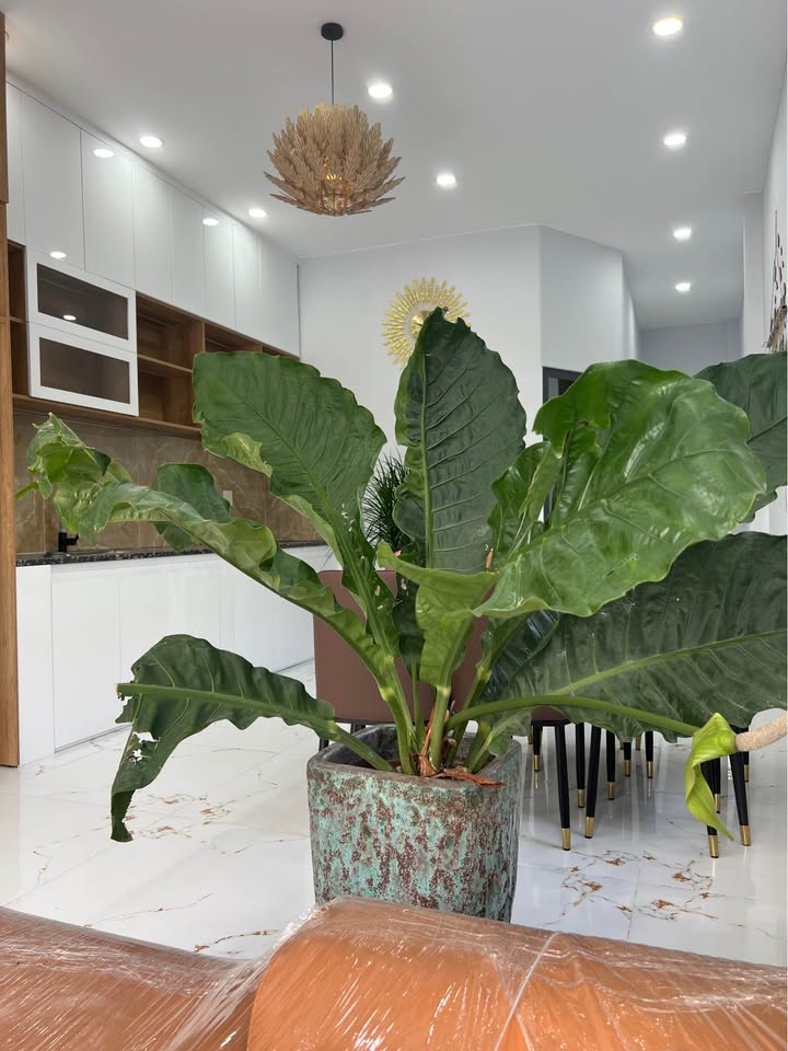 Nhà đẹp mặt tiền Ngô Sĩ Liên, Rạch Giá 155m² giá chỉ 2.5 tỷ - Cơ hội đầu tư tuyệt vời!