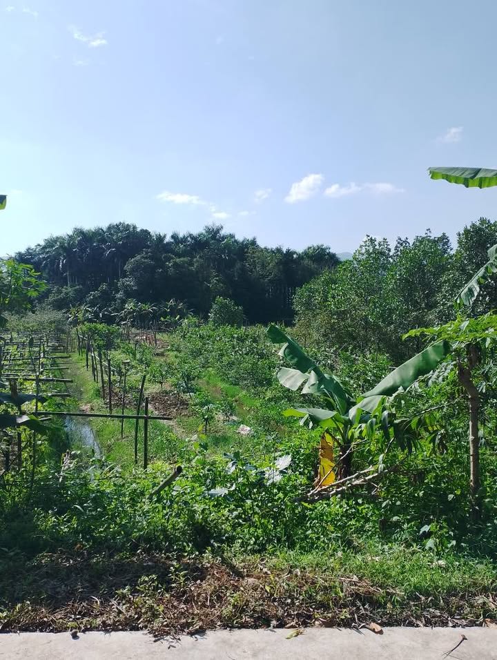 Đất nền Nhuận Trạch Lương Sơn 1006m² - Sổ đỏ chính chủ, giá thương lượng