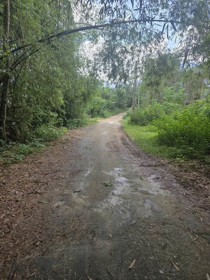 Đất rừng sản xuất Đạo Trù Tam Đảo 2.8ha giá chỉ 290 triệu - Cơ hội đầu tư hấp dẫn!