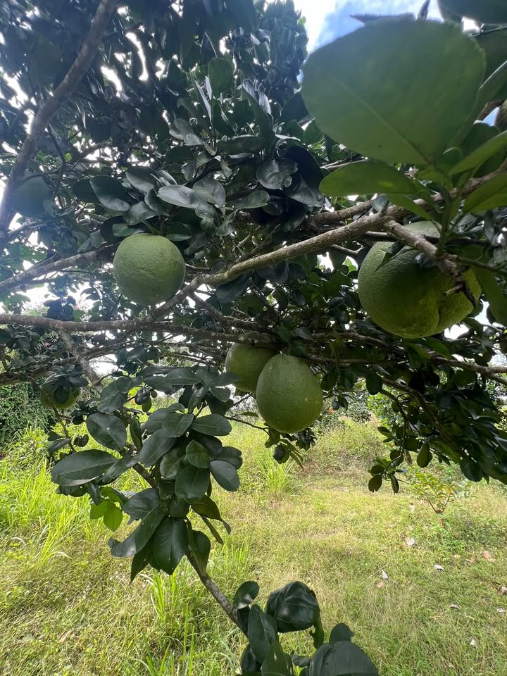 Đất vườn Xuân Bảo Cẩm Mỹ 7560m² giá 550 triệu - Sổ hồng riêng, đầu tư lý tưởng!