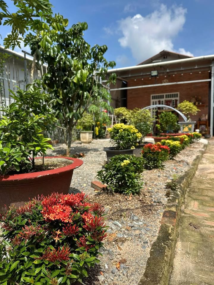 Nhà vườn Long Tân - Đất Đỏ 1000m² giá 2 tỷ - Thiên đường nghỉ dưỡng đẳng cấp!