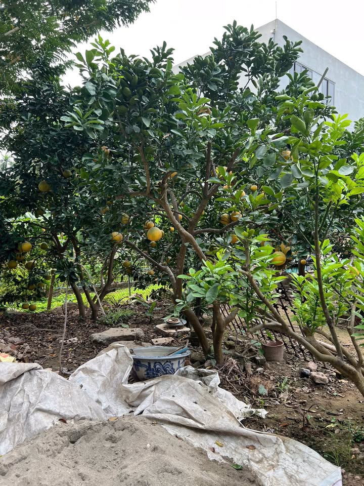 Đất thổ cư Hải Bối Đông Anh 100m² giá 5.7 tỷ - Vị trí đắc địa gần cầu Thăng Long!