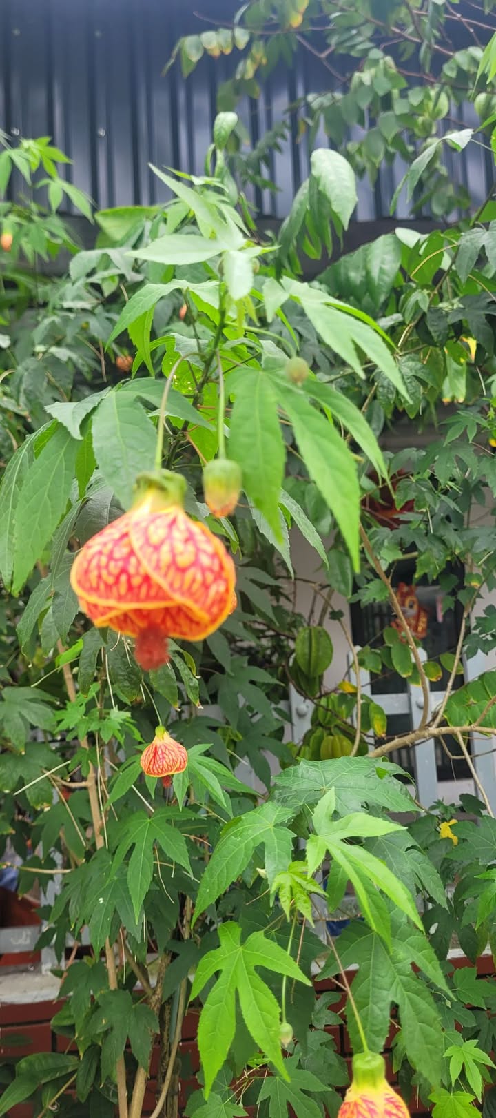 Đất nền góc TDC Vườn Đốm, Anh Dũng, Dương Kinh, Hải Phòng 97m² - Đầu tư sinh lời cao!