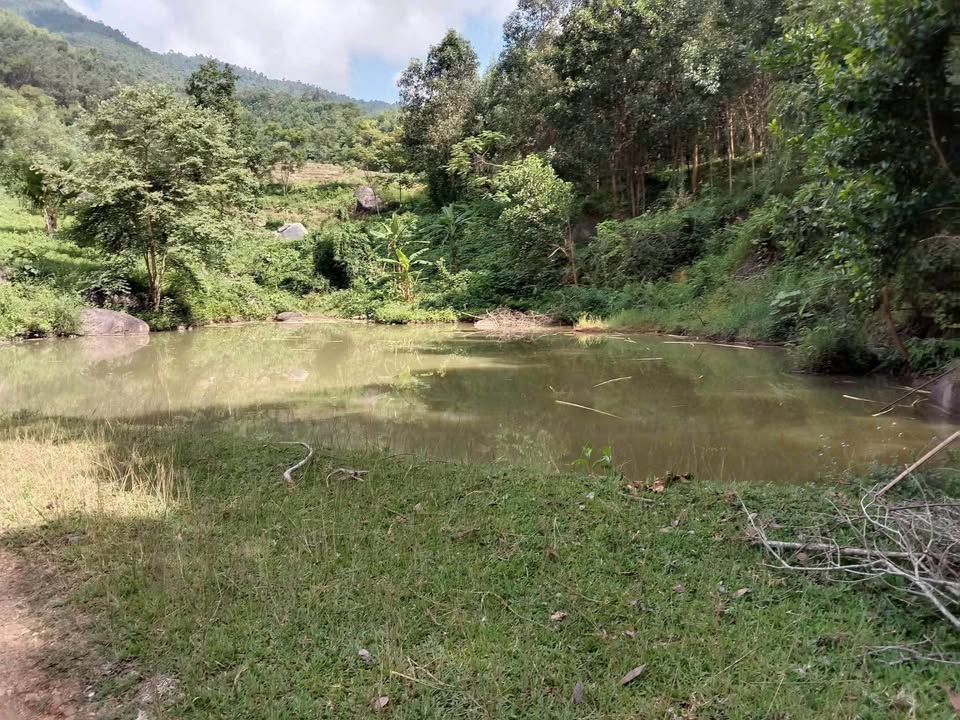 Đất thổ cư 4000m² tại xã Chân Sơn, Tuyên Quang - Giá chỉ 3 tỷ