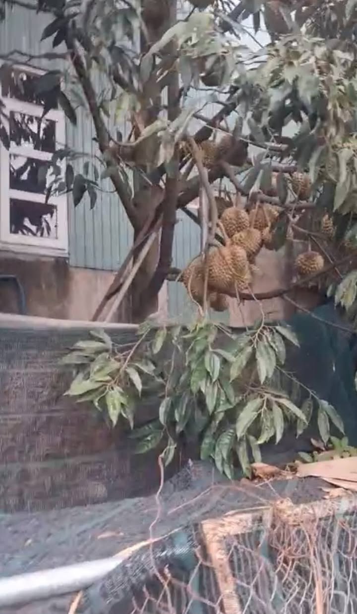 Nhà sân vườn Liên Nghĩa 840m² giá 9.8 tỷ - Đầu tư lý tưởng!