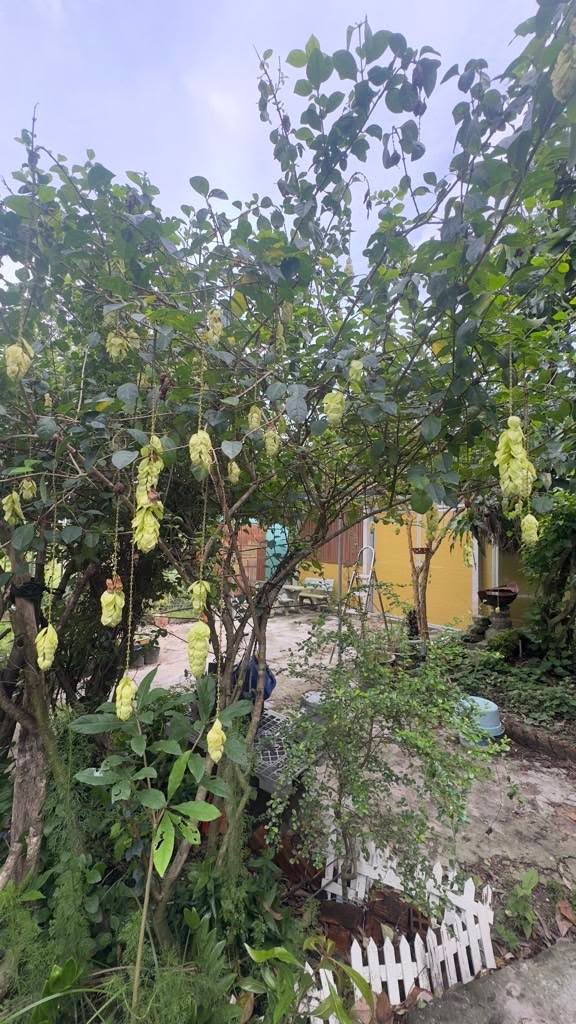 Đất vườn Củ Chi 5.000m² giá 9.3 tỷ - Không khí trong lành, nghỉ dưỡng lý tưởng!