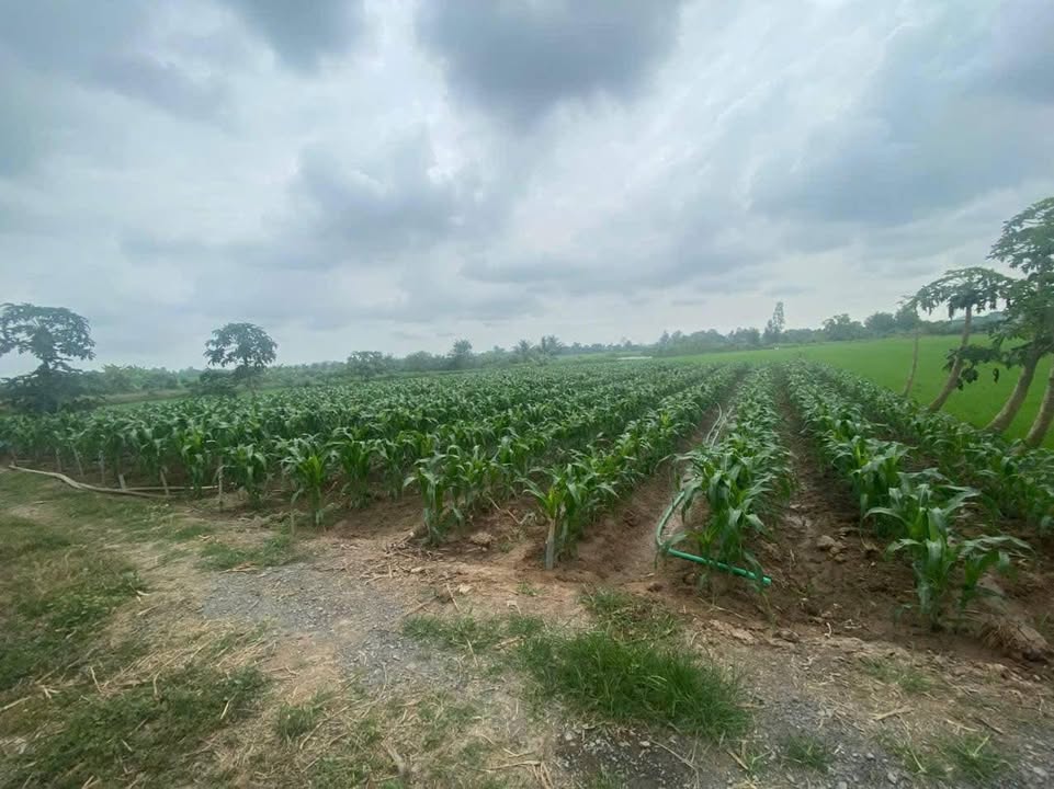 Đất nền 2 công 4 tại An Bình Tây, Bến Tre - Giá 945 triệu, cơ hội đầu tư tuyệt vời!