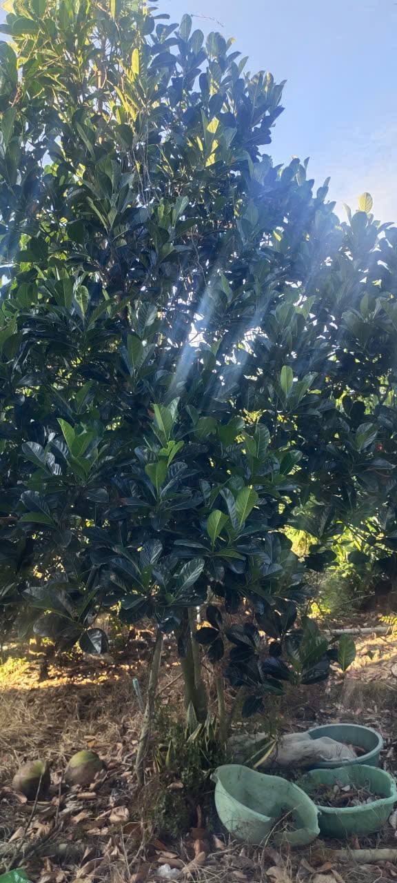 Đất vườn trồng mít 9.500m² tại Mỹ Trung, Cái Bè - Giá 4.56 tỷ, Thương lượng!