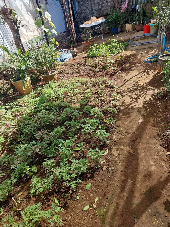 Đất sổ đỏ chính chủ Phường Lang Biang, Đà Lạt 150m² - Vị trí thuận lợi gần ủy ban!