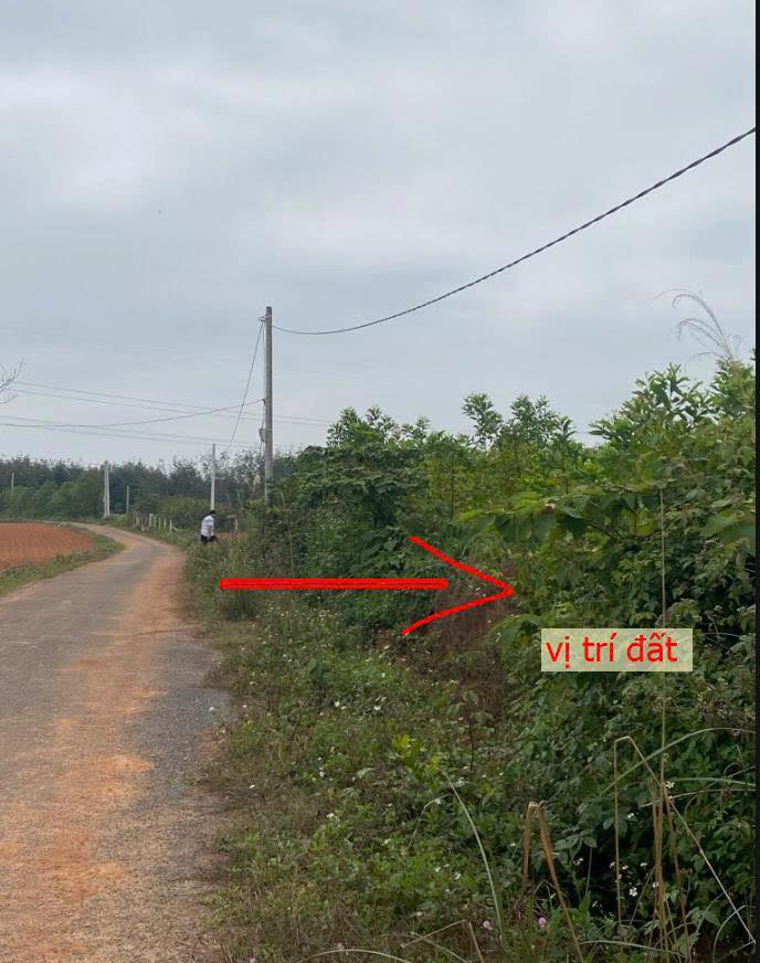 Đất CLN 3000m² Đại Trạch, Bố Trạch giá chỉ 600 triệu - Đầu tư sinh lời ngay!