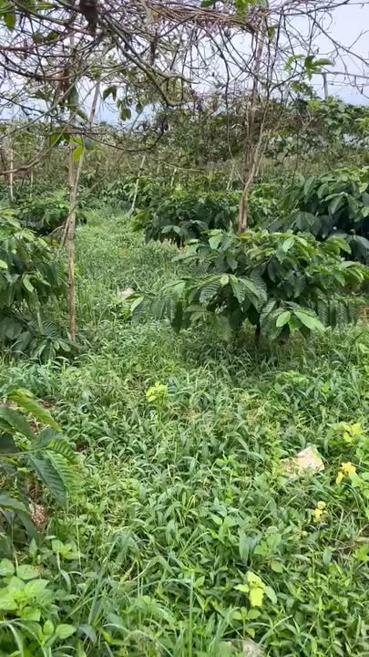 Đất nền Cư Kbô, Buôn Hồ 1800m² giá 550 triệu - Đầu tư sinh lời ngay!