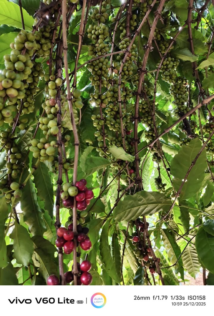 Đất thổ cư 240m² tại Pơng Drang, Krông Búk chỉ 640 triệu - Cơ hội đầu tư tuyệt vời!