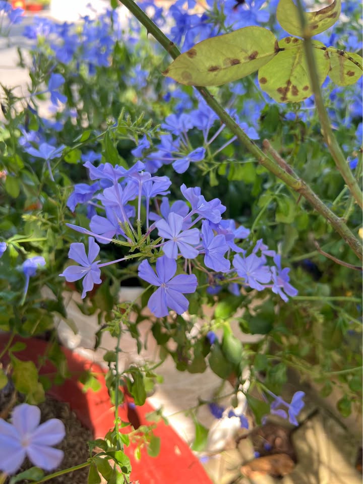 Đất nền Khu Dân Cư Công An Cái Răng 236m² giá 16.8 tỷ - Tiềm năng kinh doanh cao!