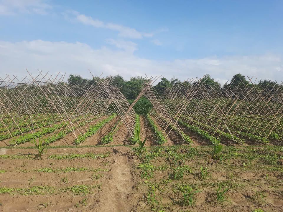 Đất vườn Tịnh An 800m² giá 500 triệu - Cơ hội đầu tư lý tưởng cho nhà nông!