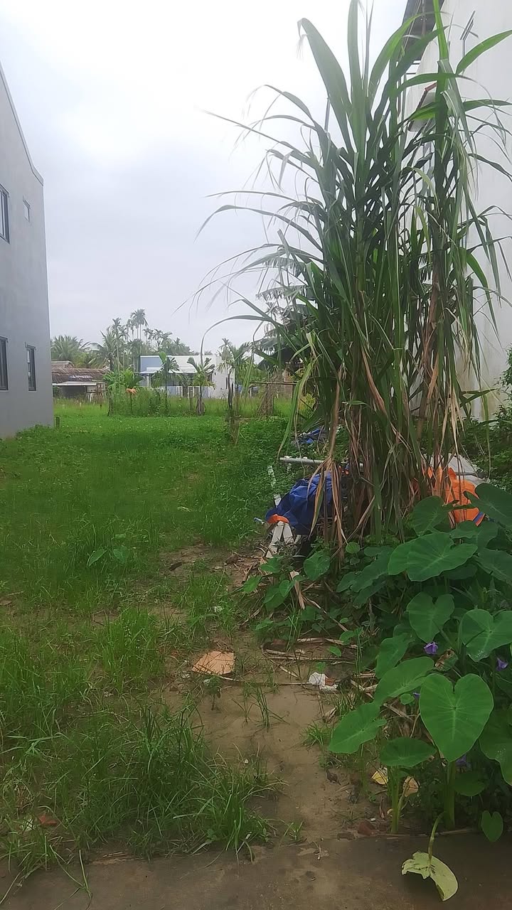 Đất nền Cẩm Thanh Hội An 103m² giá 2.1 tỷ - Sổ đỏ chính chủ, đường bê tông 3m!