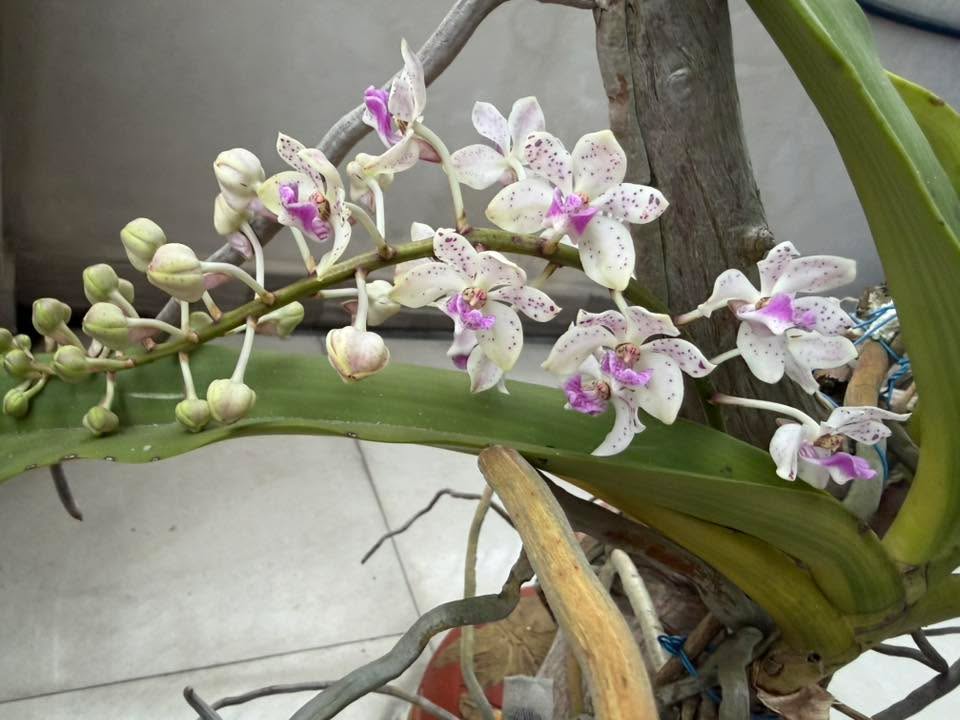 Nhà cấp 4 khu phố 7 Quang Trung Uông Bí 70m² giá chỉ 1.3 tỷ - Cơ hội đầu tư hấp dẫn!