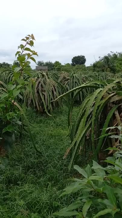 Đất nông nghiệp 4322m² tại Hàm Thuận Nam, giá 1.3 tỷ - Cần bán gấp!