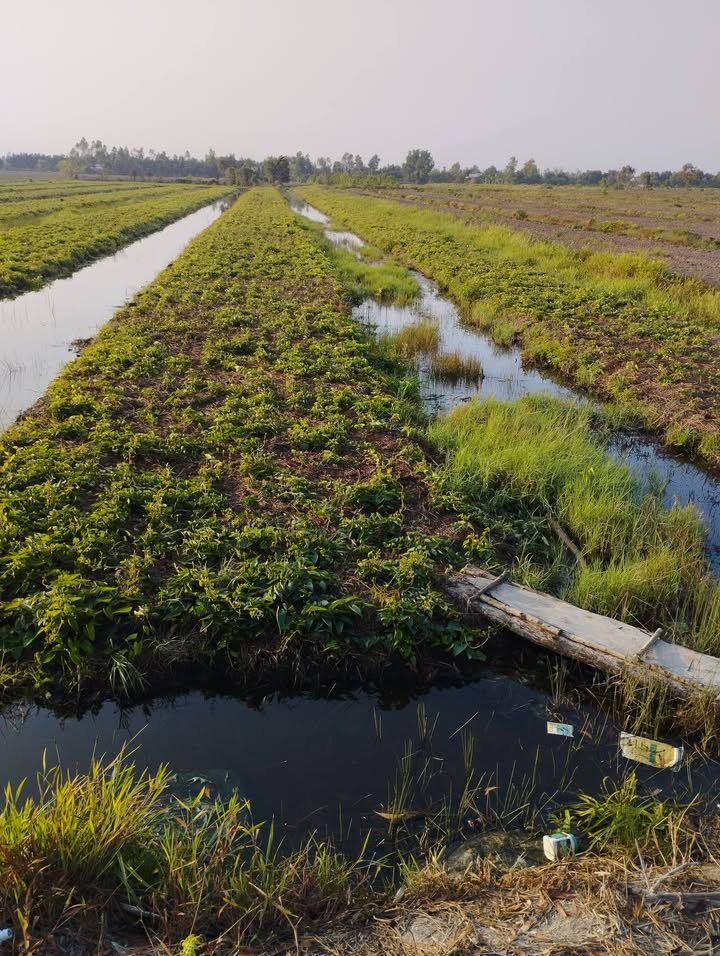 Đất nền Thạnh Mỹ, Tân Phước, Tiền Giang 13000m² giá 2.21 tỷ - Mặt tiền xe tải thuận lợi!