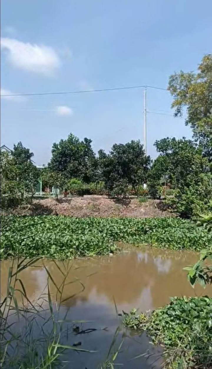 Đất vườn 6 công 5 tại Thanh Mỹ, Đồng Tháp chỉ 35.75 triệu/năm - Cơ hội đầu tư tuyệt vời!