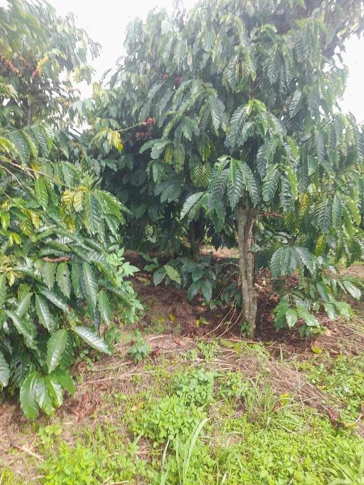 Đất Farm 1ha Lâm Bô, Phúc Thọ - Cho thuê 80 triệu/năm, Nước tưới đầy đủ!