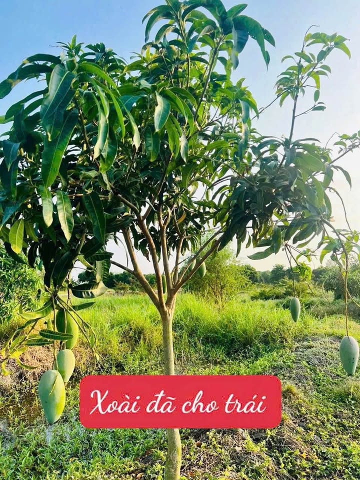 Đất vườn đẹp tại xã Mỹ Đức, Châu Phú, 2720m² - Giá chỉ 390 triệu