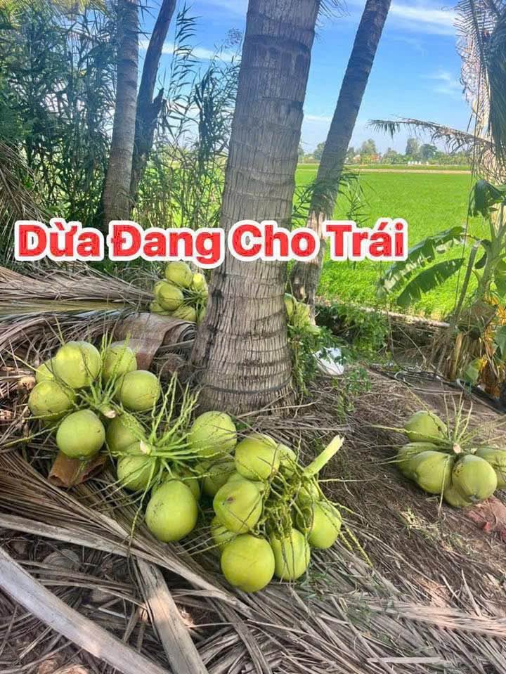 Đất lúa trồng dừa 5071m² tại Đa Phước, An Phú - Cơ hội đầu tư hấp dẫn!