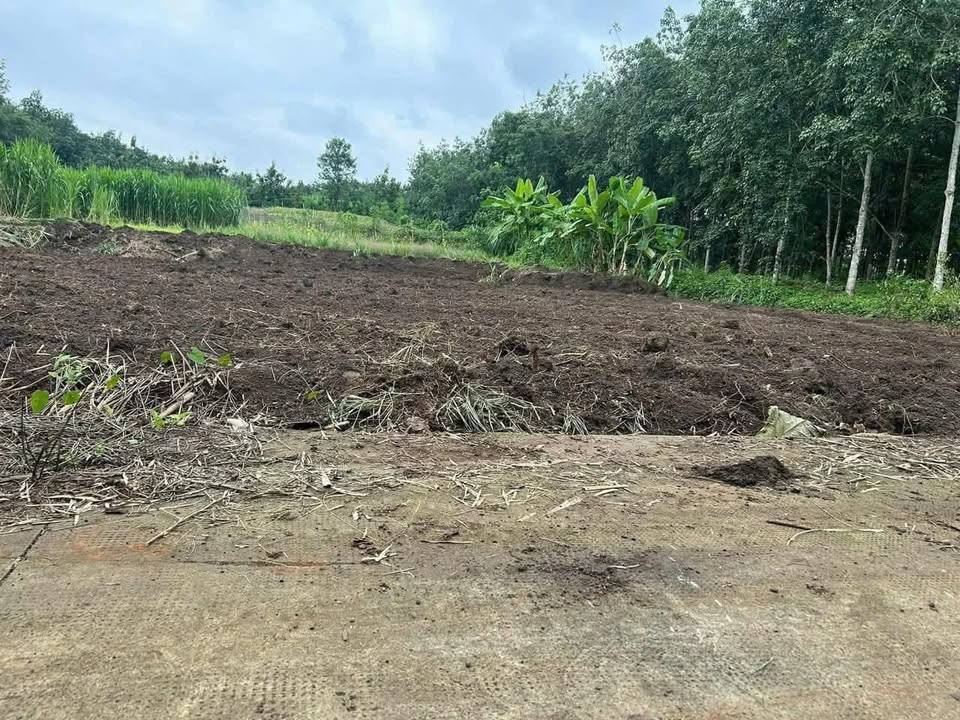 Đất nền Lộc Phú 1000m² giá 190 triệu - Sổ hồng chính chủ, đường bê tông thông