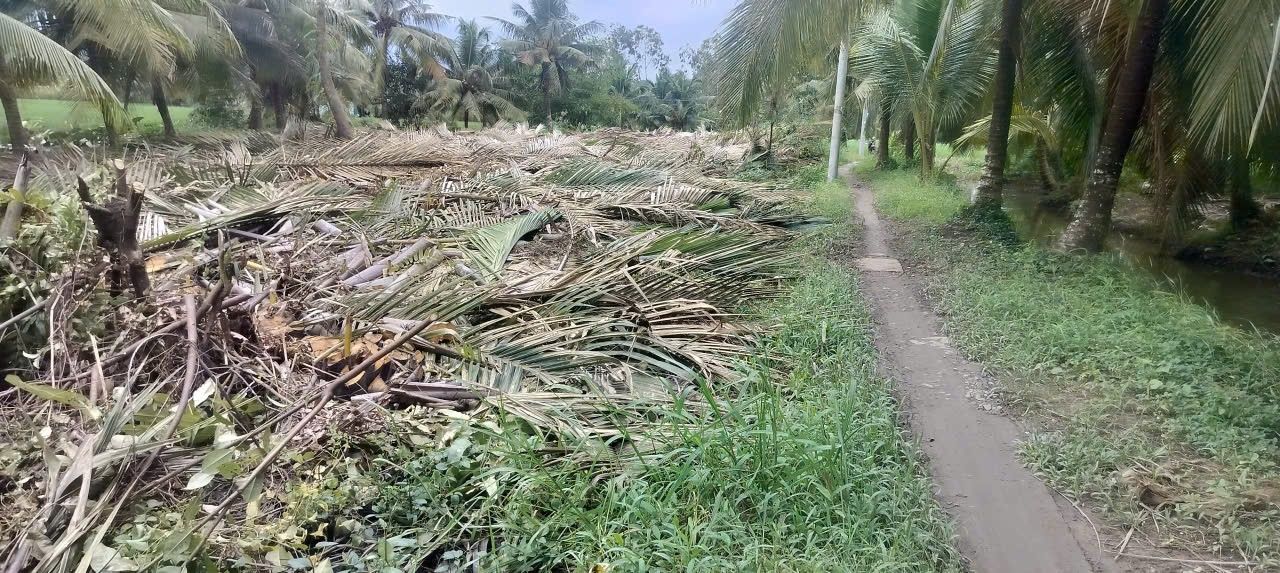 Đất cây lâu năm 1430m² tại Tài Văn, Trần Đề - Giá chỉ 350 triệu!